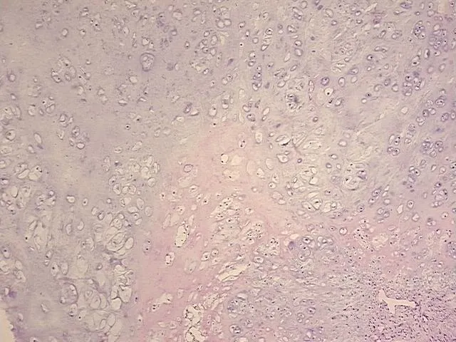 Frozen Tissue Sections, Lung - image 1