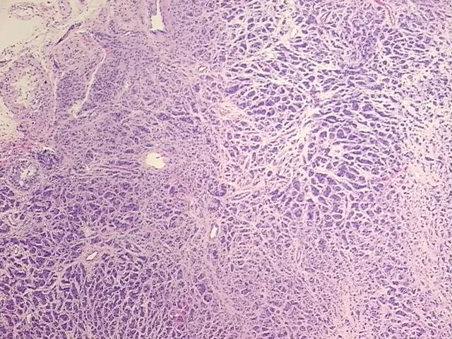 Tissue FFPE Sections, Testis - image 1