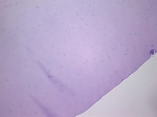 Tissue FFPE Sections, Cartilage - image 1