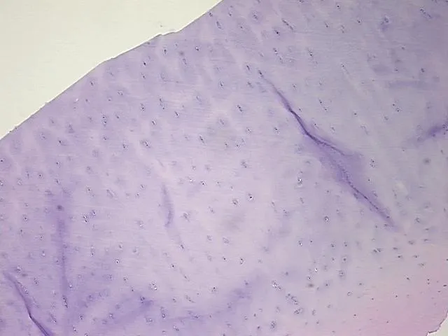 Tissue FFPE Sections, Cartilage - image 1
