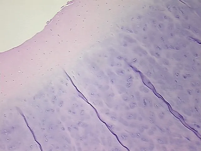 Tissue FFPE Sections, Cartilage - image 1