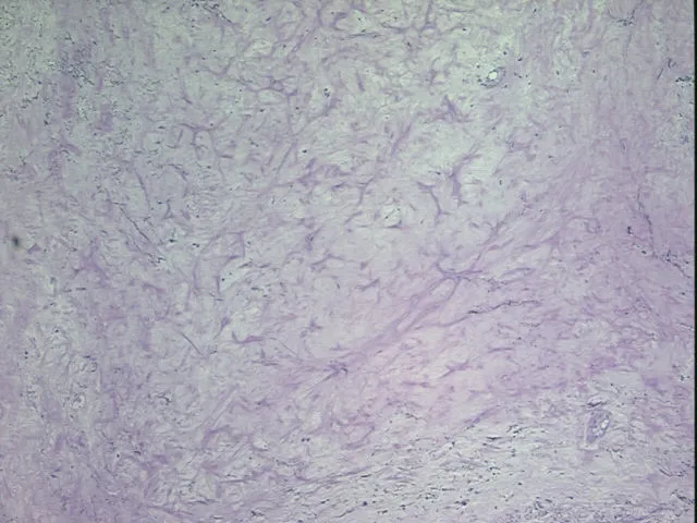 Tissue FFPE Sections, Heart - image 1