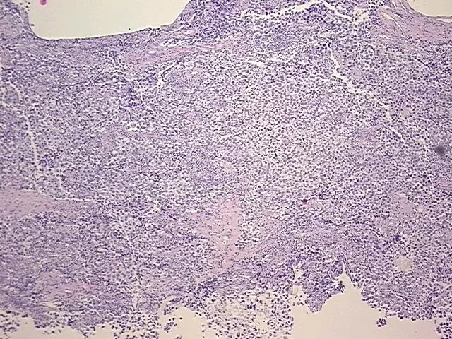 Tissue FFPE Sections, Testis - image 1