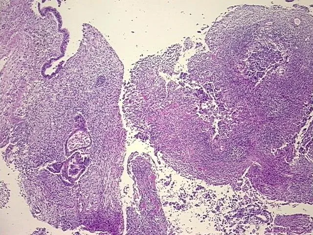 Tissue FFPE Sections, Testis - image 1