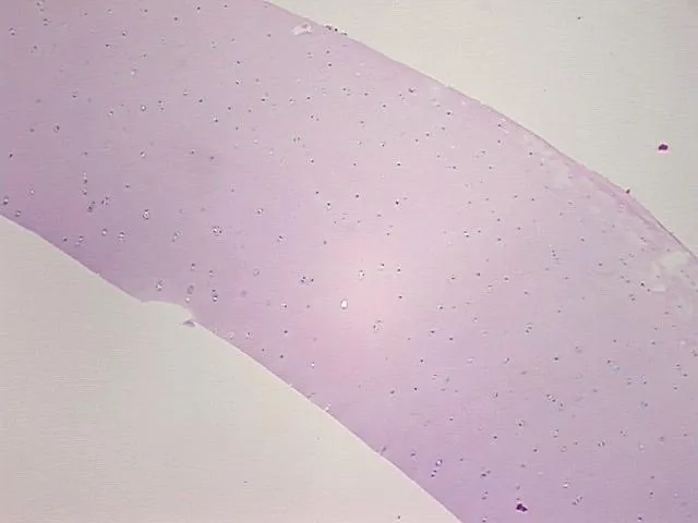Tissue FFPE Sections, Cartilage - image 1