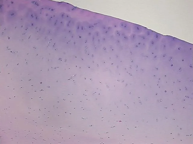 Tissue FFPE Sections, Cartilage - image 1