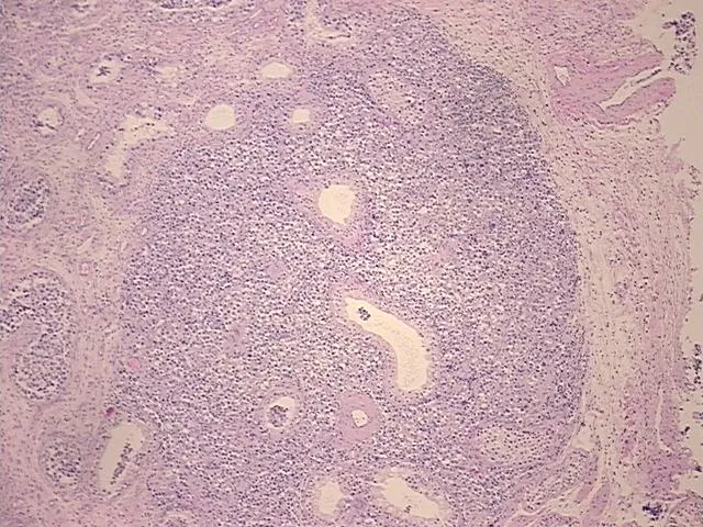 Tissue FFPE Sections, Testis - image 1