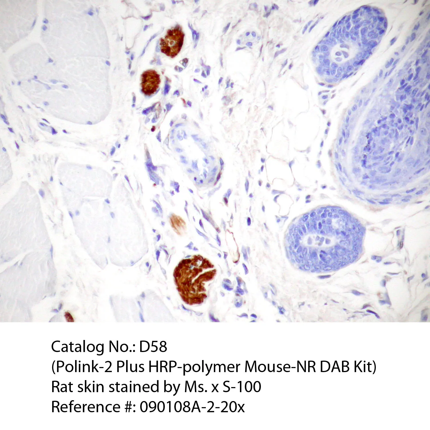 Polink-2 Plus HRP Mouse-NR DAB Detection Kit - image 1