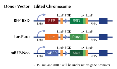 c-Myc (MYC) Human Gene Knockout Kit (CRISPR) - image 1