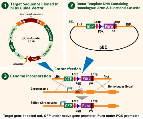 MEK5 (MAP2K5) Human Gene Knockout Kit (CRISPR) - image 1