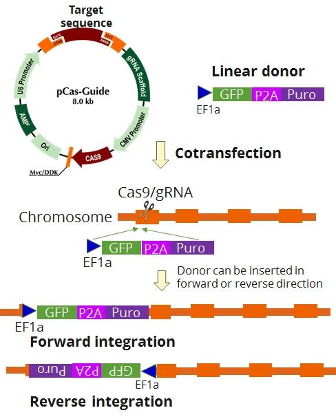 Csf3r Mouse Gene Knockout Kit (CRISPR) - image 1