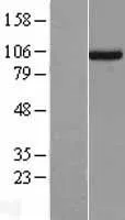 UNC45A (NM_001039675) Human Over-expression Lysate - image 1