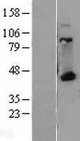 HLAA (HLA-A) (NM_002116) Human Over-expression Lysate - image 1