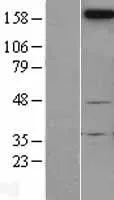 Neogenin (NEO1) (NM_002499) Human Over-expression Lysate - image 1