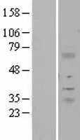 ITM2A (NM_004867) Human Over-expression Lysate - image 1