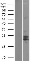 mtTFA (TFAM) (NM_003201) Human Over-expression Lysate - image 1