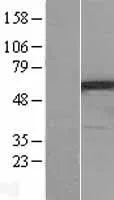 PPP3CC (NM_005605) Human Over-expression Lysate - image 1