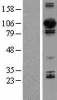 Dynamin 3 (DNM3) (NM_015569) Human Over-expression Lysate - image 1