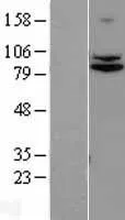 TRPC4AP (NM_015638) Human Over-expression Lysate - image 1