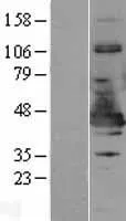 NDE1 (NM_017668) Human Over-expression Lysate - image 1