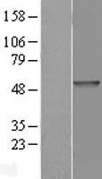 PDE7B (NM_018945) Human Over-expression Lysate - image 1