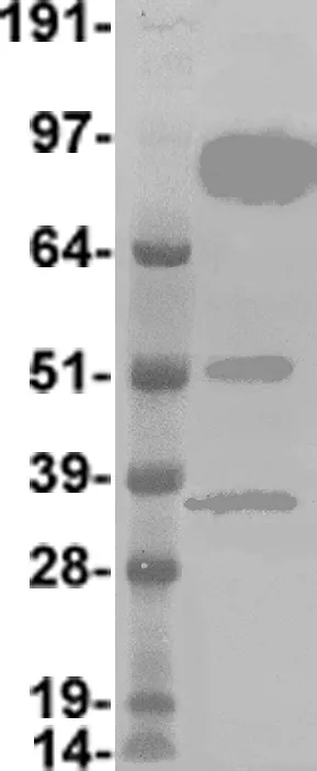 FBXW7 (NM_033632) Human Over-expression Lysate - image 1