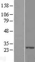 PEX11C (PEX11G) (NM_080662) Human Over-expression Lysate - image 1