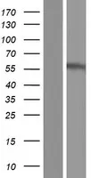 P2X2 (P2RX2) (NM_170682) Human Over-expression Lysate - image 1