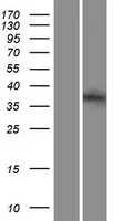 Syntaxin 2 (STX2) (NM_194356) Human Over-expression Lysate - image 1