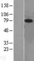 ERK5 (MAPK7) (NM_139032) Human Over-expression Lysate - image 1