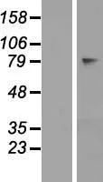 OVGP1 (NM_002557) Human Over-expression Lysate - image 1
