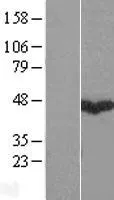 GABPB2 (GABPB1) (NM_002041) Human Over-expression Lysate - image 1