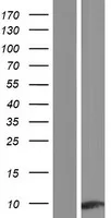 Apolipoprotein CI (APOC1) (NM_001645) Human Over-expression Lysate - image 1