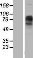 IMPG1 (NM_001563) Human Over-expression Lysate - image 1