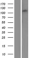 GRID2 (NM_001510) Human Over-expression Lysate - image 1