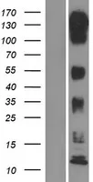 mLK3 (MAP3K11) (NM_002419) Human Over-expression Lysate - image 1