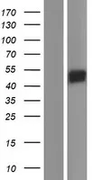 SIGLEC14 (NM_001098612) Human Over-expression Lysate - image 1