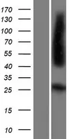 Folate Receptor 4 (IZUMO1R) (NM_001080486) Human Over-expression Lysate - image 1
