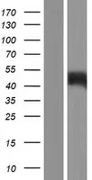 GSG1 (NM_001080555) Human Over-expression Lysate - image 1