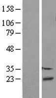 DBNDD2 (NM_001048221) Human Over-expression Lysate - image 1
