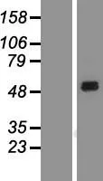 SIRP alpha (SIRPA) (NM_001040023) Human Over-expression Lysate - image 1