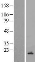 CDC42SE2 (NM_001038702) Human Over-expression Lysate - image 1