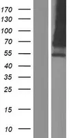 HEPACAM2 (NM_001039372) Human Over-expression Lysate - image 1