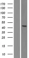 AP2 alpha (TFAP2A) (NM_001042425) Human Over-expression Lysate - image 1