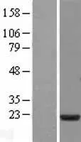 MSRB3 (NM_001031679) Human Over-expression Lysate - image 1