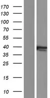 LAP2 (TMPO) (NM_001032284) Human Over-expression Lysate - image 1