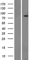 MIRO1 (RHOT1) (NM_001033568) Human Over-expression Lysate - image 1