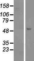 GCOM1 (MYZAP) (NM_001018100) Human Over-expression Lysate - image 1