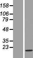 Histone H3.3C (H3F3C) (NM_001013699) Human Over-expression Lysate - image 1