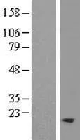 TM2D2 (NM_001024381) Human Over-expression Lysate - image 1